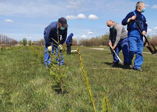 Dumpių nuotekų valykloje dar viena kvapus mažinanti priemonė – eglių alėja